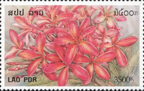 Frangipani (MNH)