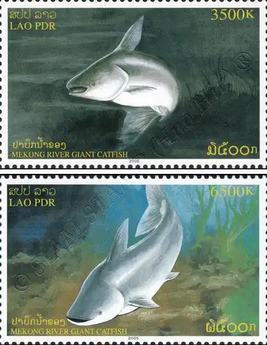 Mekong Giant Catfish (MNH)