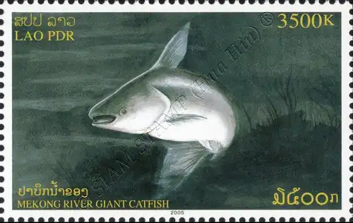 Mekong Giant Catfish (MNH)