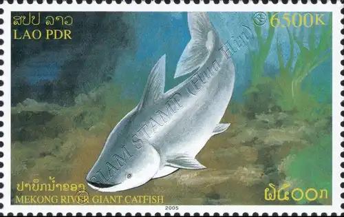 Mekong Giant Catfish (MNH)