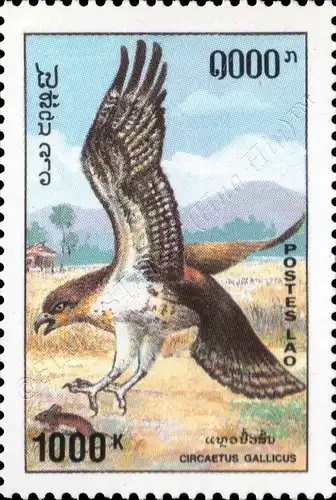 Birds of Prey (MNH)
