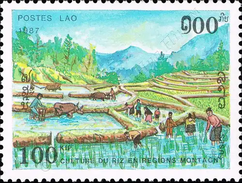 Rice Cultivation (MNH)