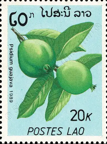 Fruits (II) (MNH)