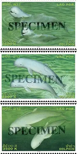 Irawadi-Delphin -SPECIMEN- (**)