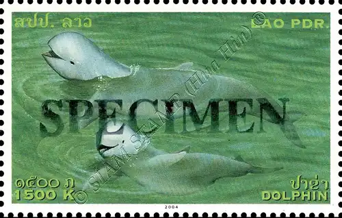 Irawadi-Delphin -SPECIMEN- (**)