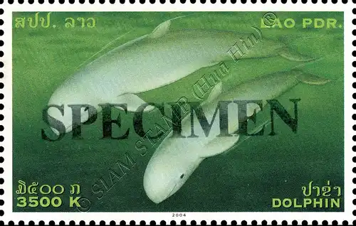 Irawadi-Delphin -SPECIMEN- (**)