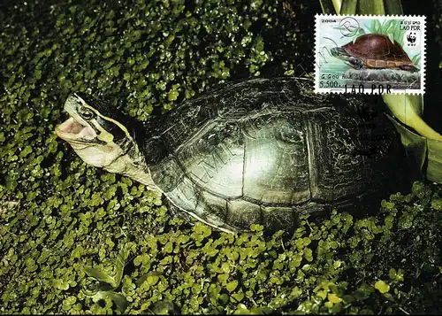 Weltweiter Naturschutz: Amboina-Scharnierschildkröte -MAXIMUM KARTEN MC(I)-