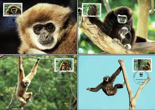 Weltweiter Naturschutz: Weißhandgibbon -MAXIMUM KARTEN MC(I)-