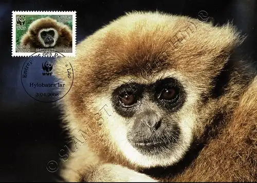 Weltweiter Naturschutz: Weißhandgibbon -MAXIMUM KARTEN MC(I)-