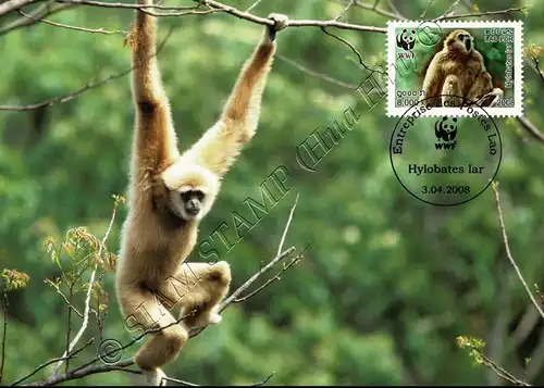 Weltweiter Naturschutz: Weißhandgibbon -MAXIMUM KARTEN MC(I)-