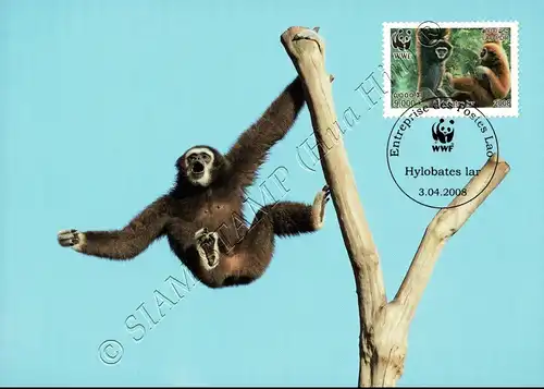 Weltweiter Naturschutz: Weißhandgibbon -MAXIMUM KARTEN MC(I)-