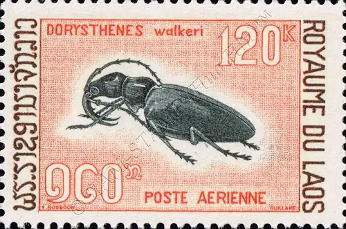 Einheimische Holzschädlinge: Käfer (**)