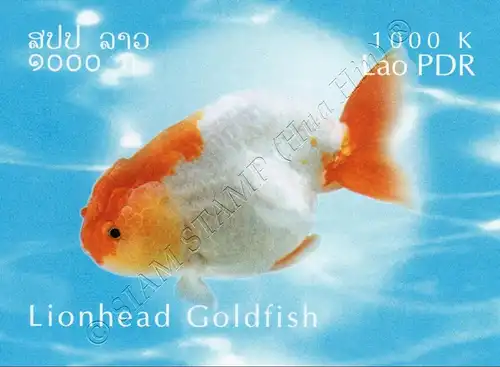 Goldfisch Züchtungen -GESCHNITTEN- (**)