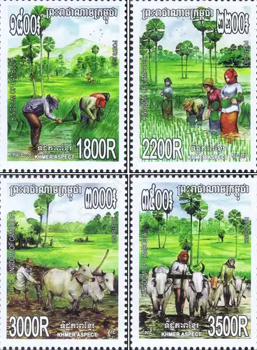 Rice Cultivation (MNH)