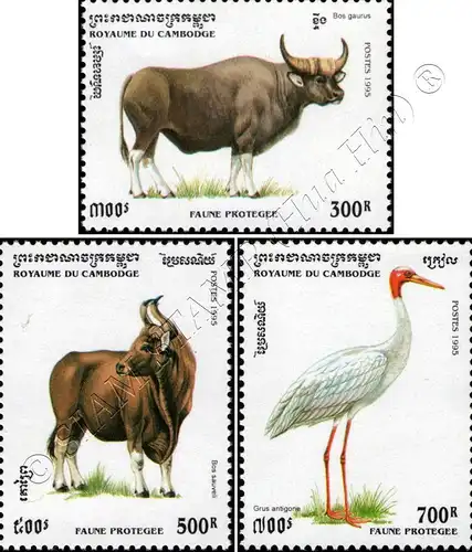 Protected Animals (MNH)