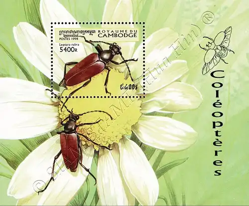 Beetle (III) (239A) (MNH)