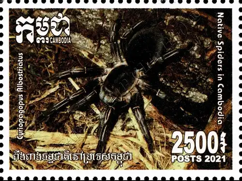 Native Spiders (MNH)