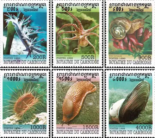 Mollusks (MNH)