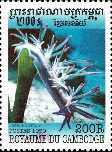 Mollusks (MNH)