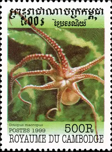 Mollusks (MNH)