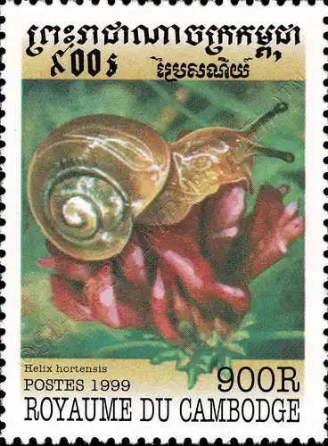 Mollusks (MNH)