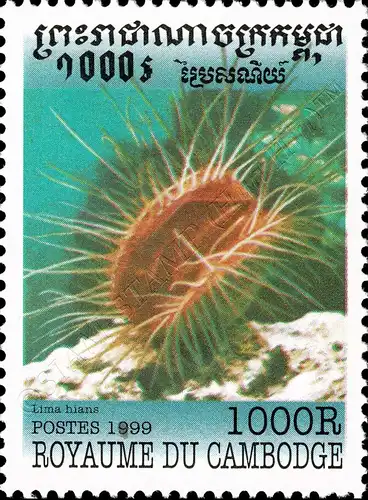 Mollusks (MNH)