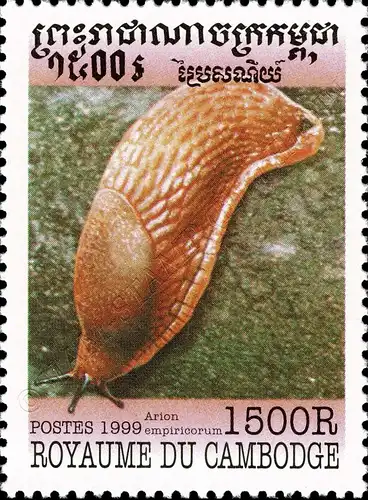 Mollusks (MNH)