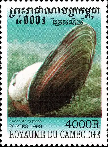 Mollusks (MNH)