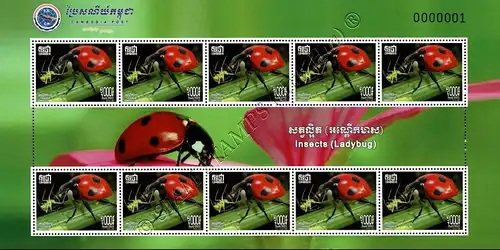 Insects: Ladybugs -KB(I)- (MNH)