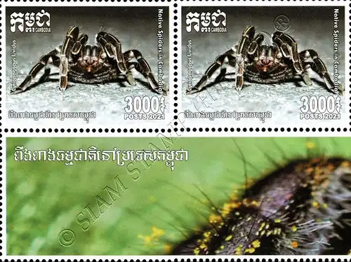 Native Spiders -BLOCK OF 2- (MNH)