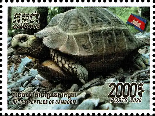 Reptilien in Kambodscha (IV) (**)