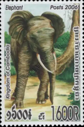 Asiatischer Elefant (**)