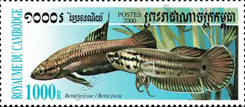 Kampffische der Gattung Betta (**)
