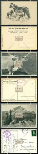 Orig. AK 3x Tiere Pferd Fohlen Hund Kühe 1931