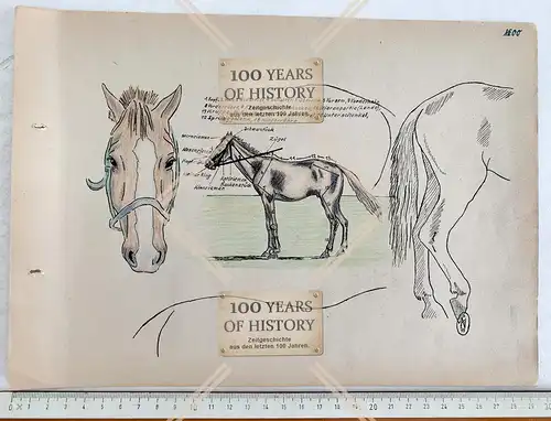 Orig. Handzeichnung ca. 29x20cm Pferd von Chris Porschen Zeichner 1942-44