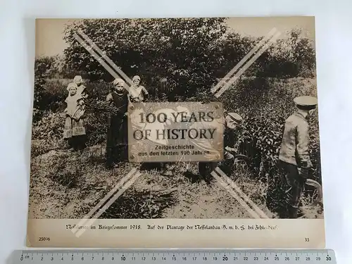 Orig. Foto Karton 1. WK Nesselernte 1918 bei Zehlendorf 30 x 24 cm