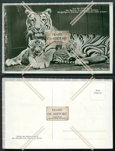 Orig. Foto AK Zoologischer Garten Berlin Bengaltigerin Röschen mit 6 Wochen al