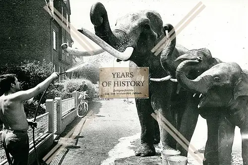 Foto Dortmund 1969 Zirkus in der Stadt Elefanten bei Abkühlung mit Wasserschla