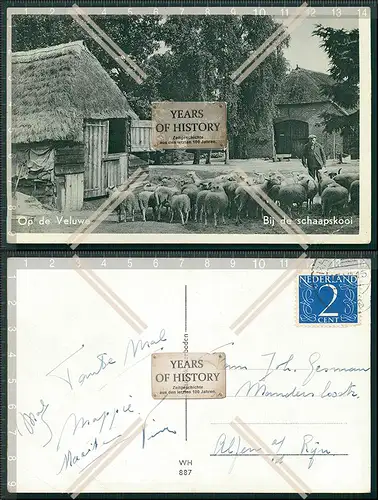 AK Veluwe Gederland Niederlande, Uitgaan der schapen, Schafhirte 