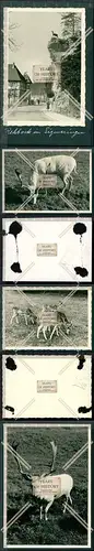 Orig. Foto Sigmaringen Rehbock auf dem Felsen und weitere Tiere Hirsch Reh und 