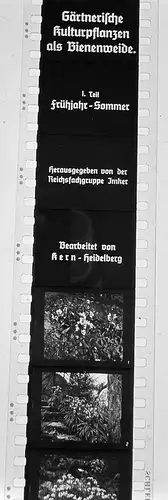 96x Dia 1933 kompletter Film - Garten Gärtner Kulturpflanzen als Bienenweide