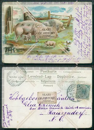 AK Litho Schweine suhlen sich 1909 gelaufen