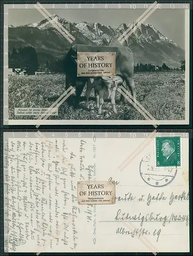 AK Kuh Kühe Kalb Küssen sich Berge Landschaft Küssen ist kein Sünd, selbst 