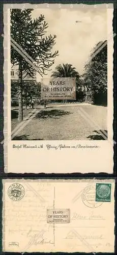 Foto AK Insel Mainau Bodensee Phönix-Palme mit Orangerie 1936 gelaufen