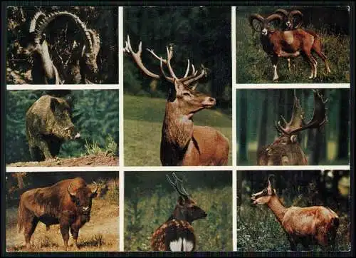 Foto AK Hirsch Bison Elch Mufflon Steinbock Wildschutzparke Schulte Wrede