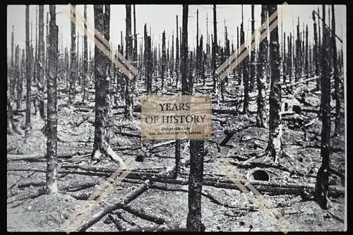 Foto Köln 1944-46 Wald abgebrannte  Bäume Hürtgenwald
