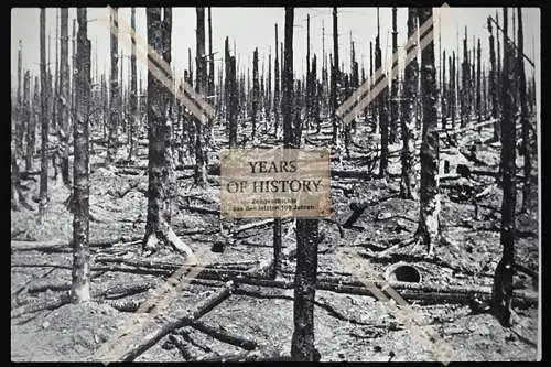 Foto Köln 1944-46 Wald abgebrannte Bäume