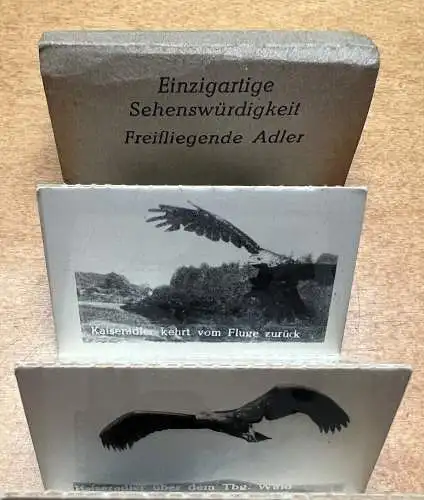 14x Foto Leporello Adlerwarte Vogelpark Berlebeck Teutoburger Wald Detmold Lippe