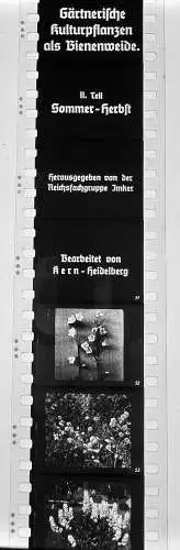 96x Dia 1933 kompletter Film - Garten Gärtner Kulturpflanzen als Bienenweide