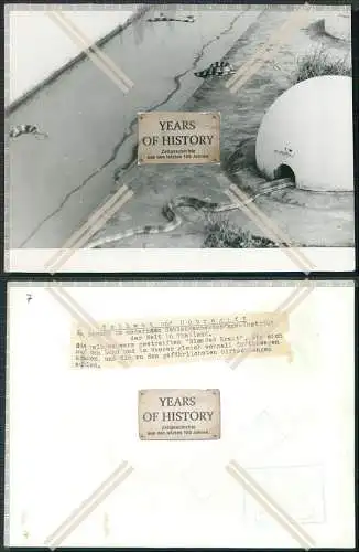Pressefoto 24x18cm - Bangkok Saovabha-Institut für Zucht von Giftschlangen 1949